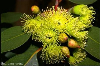 Eucalyptus grossa