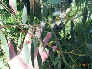 Eucalyptus gunnii 