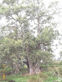 Eucalyptus gunnii 