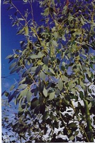 Eucalyptus gunnii 