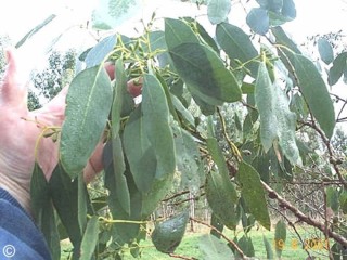 Eucalyptus gunnii 