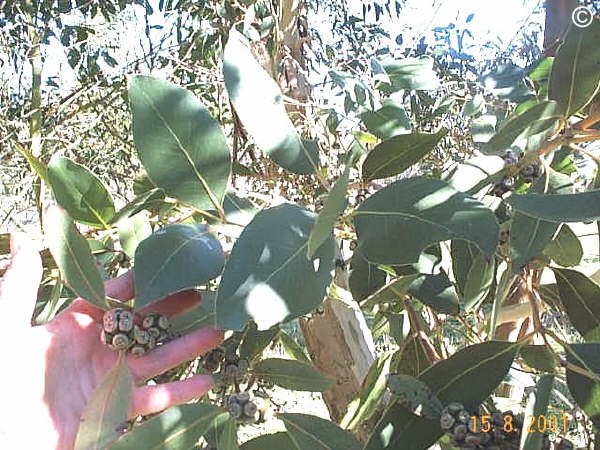 Exotische Nutz und Zierpflanzen Eucalyptus kitsoniana