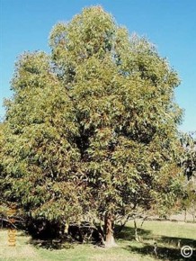Eucalyptus kitsoniana 
