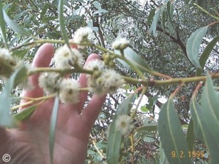 Eucalyptus kitsoniana 