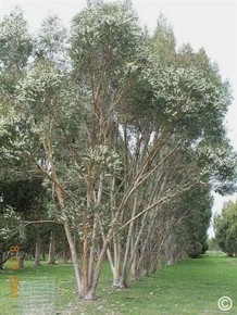Eucalyptus kybeanensis 