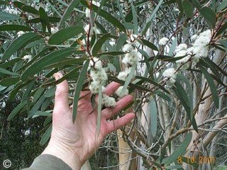 Eucalyptus kybeanensis 