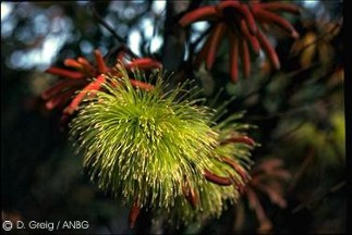 Eucalyptus lehmannii