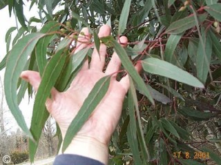 Eucalyptus leucoxylon ssp. megalocarpa 'rosea'