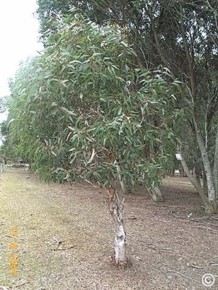 Eucalyptus leucoxylon ssp. megalocarpa 'rosea'