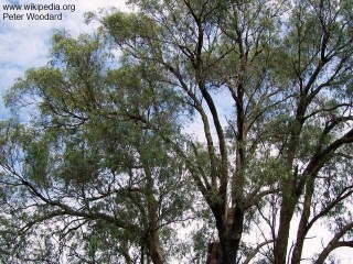 Eucalyptus macarthurii 