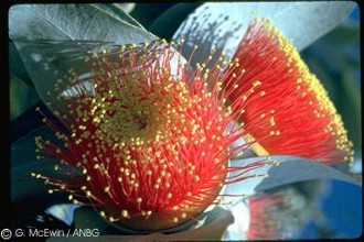 Eucalyptus macrocarpa