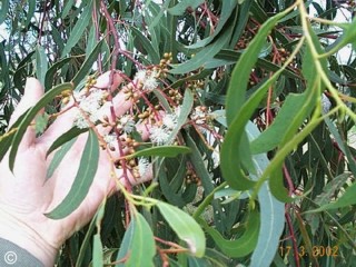 Eucalyptus mannifera 