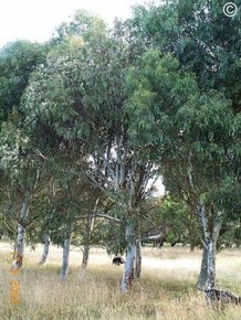 Eucalyptus mannifera 