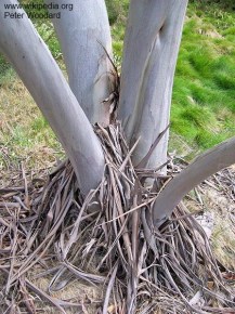 Eucalyptus moorei-nana 