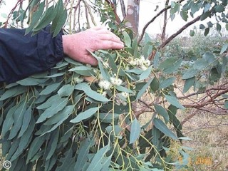 Eucalyptus morrisbyi 