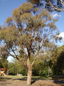 Eucalyptus nicholii 