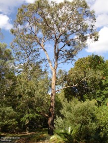Eucalyptus nova-anglica 
