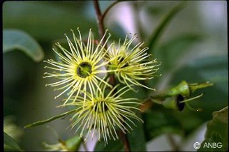 Eucalyptus occidentalis