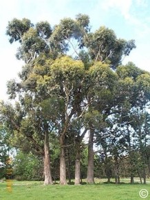 Eucalyptus ovata 