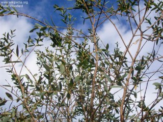 Eucalyptus parvifolia 