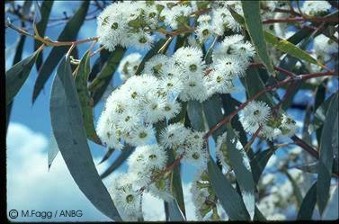 Eucalyptus pauciflora ssp. pauciflora 