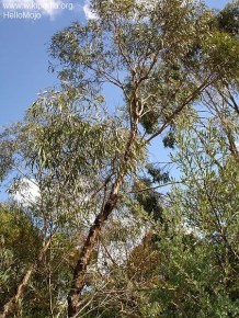 Eucalyptus polybractea