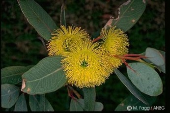 Eucalyptus preissiana