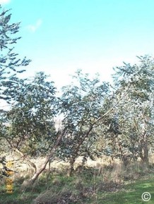 Eucalyptus pulverulenta 'Baby Blue'