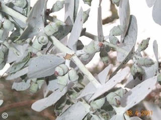 Eucalyptus pulverulenta 'Baby Blue'