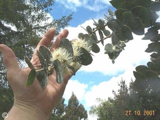 Eucalyptus pulverulenta 'Baby Blue'