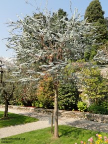 Eucalyptus pulverulenta 'Baby Blue'