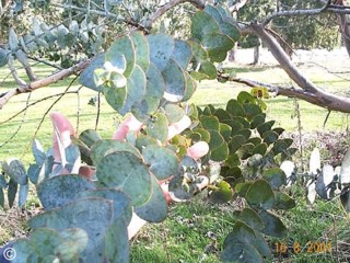 Eucalyptus pulverulenta