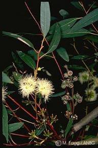 Eucalyptus pumila 