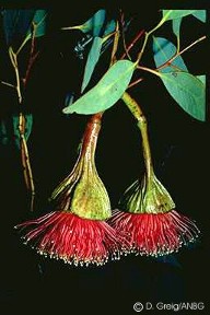 Eucalyptus pyriformis