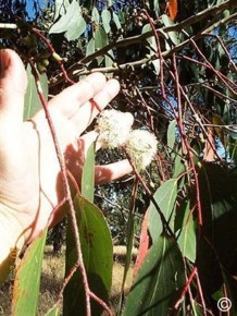 Eucalyptus regnans 