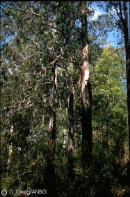 Eucalyptus regnans 