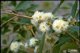Eucalyptus resinifera 