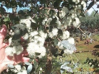 Eucalyptus risdonii 