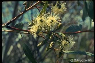 Eucalyptus salubris