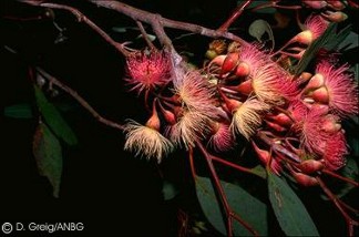 Eucalyptus sideroxylon