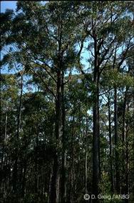 Eucalyptus sieberi