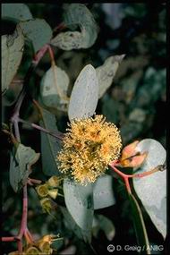 Eucalyptus socialis