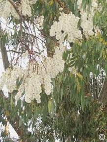 Eucalyptus stellulata 