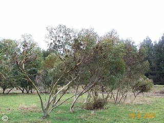 Eucalyptus stricta 