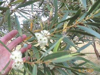 Eucalyptus stricta 
