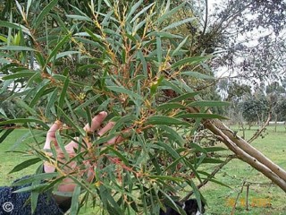 Eucalyptus stricta 