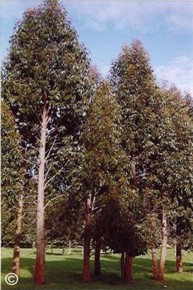 Eucalyptus youmanii 