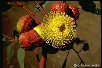 Eucalyptus youngiana