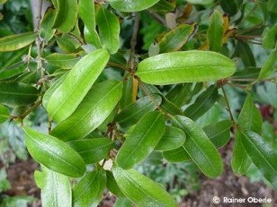 Eucryphia lucida