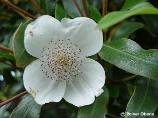 Eucryphia lucida